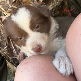 Boots - White and red female Border Collie puppy in North Lakeport, California from Wild Rose Ranch
