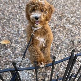 Goldendoodle All Grown Up from Goldendoodle AZ