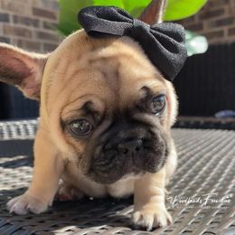 French Bulldog Puppies from Woodlands Frenchies