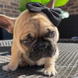 French Bulldog Puppies from Woodlands Frenchies
