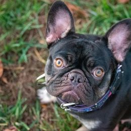 Munster - French Bulldog