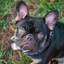 Munster - French Bulldog