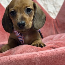 Brownie - Red male Dachshund puppy in Hensley, Arkansas from Fink Dachshund Farm - Central Arkansas