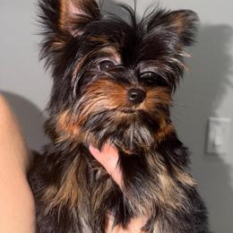 Penny Queen long tail - Black and gold female Yorkshire Terrier puppy in Cape Coral, Florida from Katherine’s Yorkies and Poodles