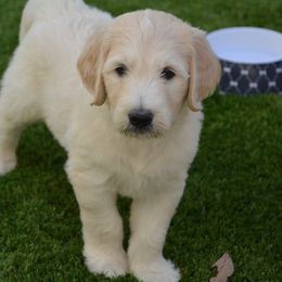 Goldendoodle Puppies from Jasperdoodle.com