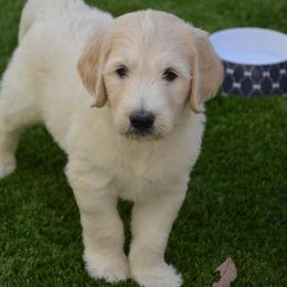 Goldendoodle Puppies from Jasperdoodle.com