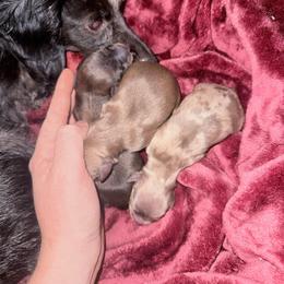 Girl 1 - Dapple female Dachshund puppy in Umatilla County, Oregon from Divine Dogs