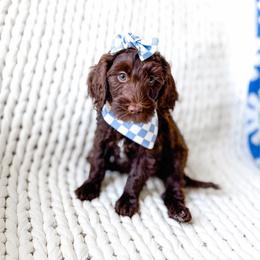Ember - Chocolate female Goldendoodle puppy in Springville, Utah from Happy Doodle