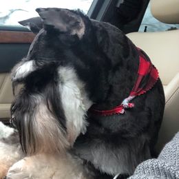 Maximus - Miniature Schnauzer