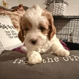Ranger - Cream male Cavapoo puppy in Santaquin, Utah from Willow & Wag Farm