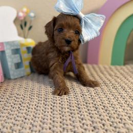 Purple Girl - Red  female Goldendoodle puppy in Colorado Springs, Colorado from Simply Mini Goldendoodles