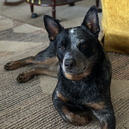 Australian Cattle Dogs from 4Directions Cattle Dogs