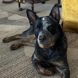 Australian Cattle Dogs from 4Directions Cattle Dogs