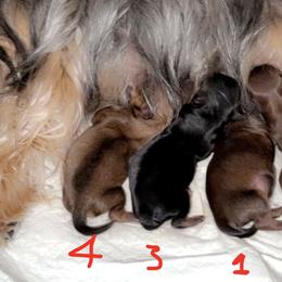 Yorkshire Terrier puppies from DK’s Littles & Co