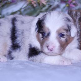 Derby - Blue merle female Australian Shepherd puppy in Easton, Missouri from MMA Kennel