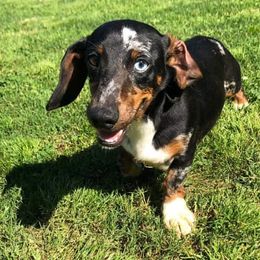 Dachshunds from C & B Little Paws