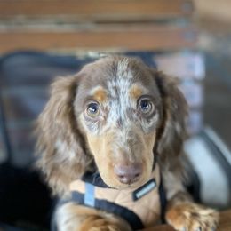 Dachshunds from The Pooch Farm
