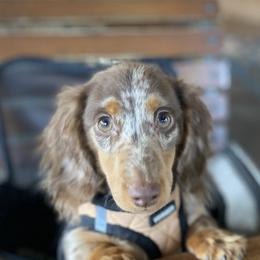 Dachshunds from The Pooch Farm