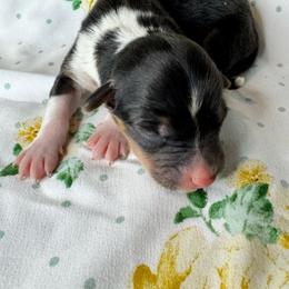 Boy 3 - Black and tan male Pembroke Welsh Corgi puppy in Missouri from Cooler Farms Corgis