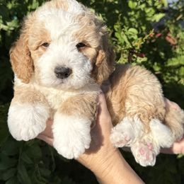 Cider - Red male Bernedoodle puppy in Tucson, Arizona from Adored Poodle & Doodles