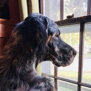 Ash - English Setter