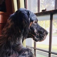 Ash - English Setter
