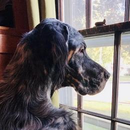 Ash - English Setter