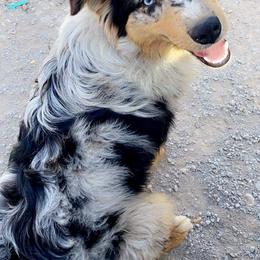 Australian Shepherds and Dachshunds from Grit N Grace Pups