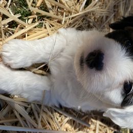 Aussiedoodle and Australian Shepherd Puppies from Sunrise Mountain Aussies