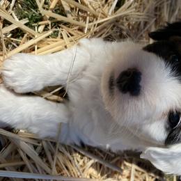Aussiedoodle and Australian Shepherd Puppies from Sunrise Mountain Aussies