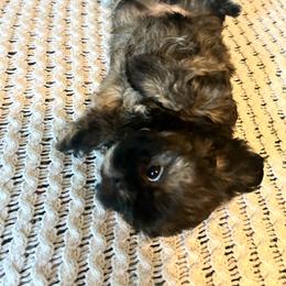 Girl 1 - Black female Shih Tzu puppy in Benbrook, Texas from Michael’s Shih Tzus