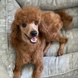 Ellie  - Poodle
