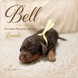 Bell - Chocolate female Australian Labradoodle puppy in Taylor, Michigan from Mi Best Doodle Ever, LLC