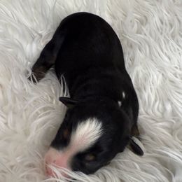 Bashful - Black tri male Miniature Australian Shepherd puppy in Quincy, Illinois from SK Aussie’s