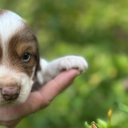 Dachshunds from Johnson Dachshund’s