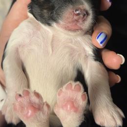 Cassie - Tri-color female Bernedoodle puppy in Fishers, Indiana from Hannah's Bernedoodles