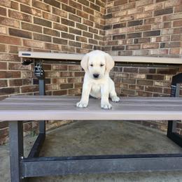 Ranger - Yellow male Labrador Retriever puppy in Woodburn, Indiana from Marlene's Labrador Retrievers
