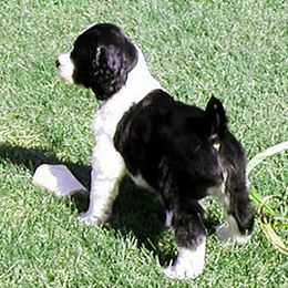 English Springer Spaniel Puppies from Kytra's Kennels
