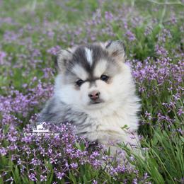 Pomsky Puppies from Mischa Nelson
