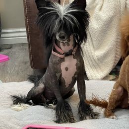 Chinese Crested Puppies from Willow Creek Cresteds, Riverview Doodles