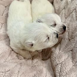 Girl 2 - White female West Highland White Terrier puppy in Boaz, Alabama from Creekside Westies