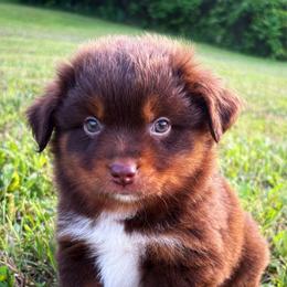Sheldon - Red tri-color male Miniature American Shepherd puppy in Smithville, Arkansas from Cooper Creek Aussies