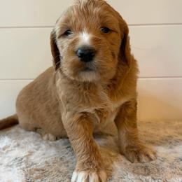 No Collar Girl - Apricot female Goldendoodle puppy in San Augustine, Texas from Vintage Doodles