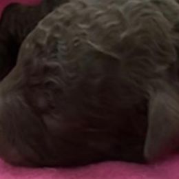 Boy 5 - Bernedoodle puppy in Dripping Springs, Texas from Doodle Ranch