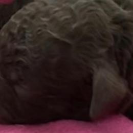 Boy 5 - Bernedoodle puppy in Dripping Springs, Texas from Doodle Ranch