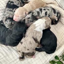 Aussiedoodle and Australian Shepherd Puppies from Dutch’s Doodles