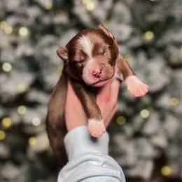 Rigatoni - Chocolate male Pomsky puppy in Cleveland, Ohio from Lake Point Pomskies