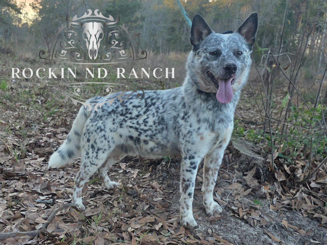 Ezra - AKC, Embark DNA
