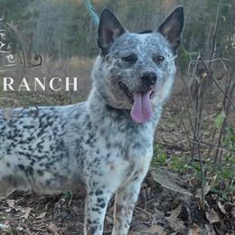 Ezra - AKC - Australian Cattle Dog