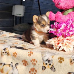 Pembroke Welsh Corgi Puppies from Running Hills Pembroke Corgi